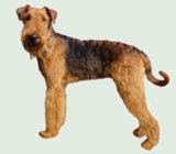 Airedale Terier