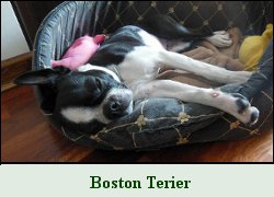 Boston Terier