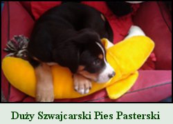 Duy Szwajcarski Pies Pasterski