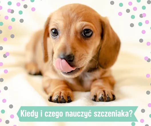 Czego uczyć szczeniaka, aby uniknąć problemów w przyszłości? Czego uczyć szczeniaka, aby uniknąć problemów w przyszłości?
