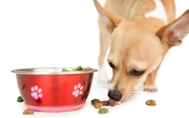 Ile powinien jeść szczeniak chihuahua, aby uniknąć problemów zdrowotnych Ile powinien jeść szczeniak chihuahua, aby uniknąć problemów zdrowotnych