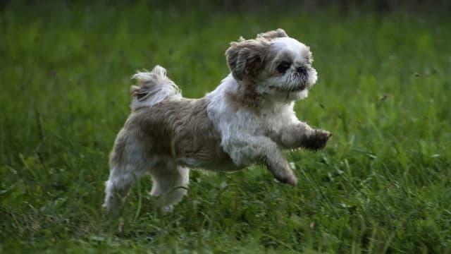 Ile powinien jeść szczeniak shih tzu, aby uniknąć problemów zdrowotnych? Ile powinien jeść szczeniak shih tzu, aby uniknąć problemów zdrowotnych?