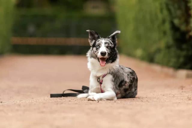 Skuteczne metody, jak wytresować border collie bez frustracji Skuteczne metody, jak wytresować border collie bez frustracji