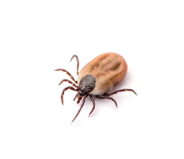 Co zjada kleszcze? Odkryj naturalnych wrogów tych pasożytów Co zjada kleszcze? Odkryj naturalnych wrogów tych pasożytów