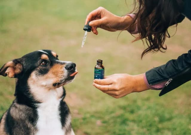 Jaki olej CBD dla psa: wybierz najlepszy produkt dla zdrowia pupila Jaki olej CBD dla psa: wybierz najlepszy produkt dla zdrowia pupila