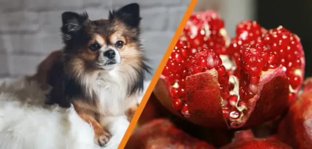 Czy pies może jeść granata? Sprawdź ryzyko dla zdrowia psa Czy pies może jeść granata? Sprawdź ryzyko dla zdrowia psa
