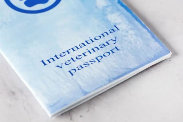 Ile kosztuje paszport dla psa? Sprawdź ukryte koszty i wymagania Ile kosztuje paszport dla psa? Sprawdź ukryte koszty i wymagania