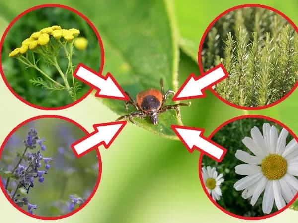 Czego boją się kleszcze? Oto naturalne wrogowie i rośliny odstraszające Czego boją się kleszcze? Oto naturalne wrogowie i rośliny odstraszające