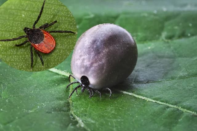 Skuteczne sposoby na odstraszenie kleszczy - naturalne i chemiczne metody Skuteczne sposoby na odstraszenie kleszczy - naturalne i chemiczne metody