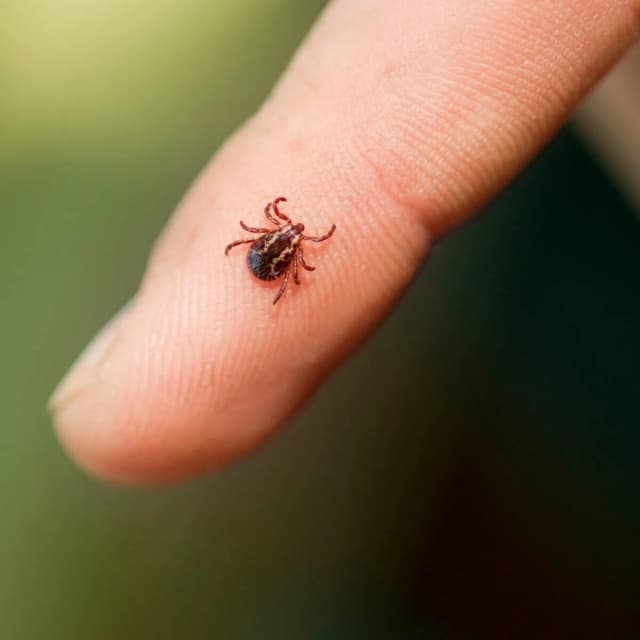 Jakie choroby przenosi kleszcz i jak ich unikać, by się nie zarazić Jakie choroby przenosi kleszcz i jak ich unikać, by się nie zarazić