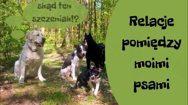 Jak wprowadzić szczeniaka do domu z psem, aby uniknąć konfliktów Jak wprowadzić szczeniaka do domu z psem, aby uniknąć konfliktów