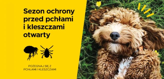 Jak działa tabletka na kleszcze dla psa i co musisz wiedzieć Jak działa tabletka na kleszcze dla psa i co musisz wiedzieć